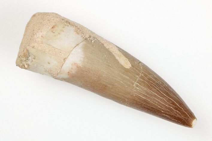 1.6" Fossil Plesiosaur (Zarafasaura) Tooth - Morocco